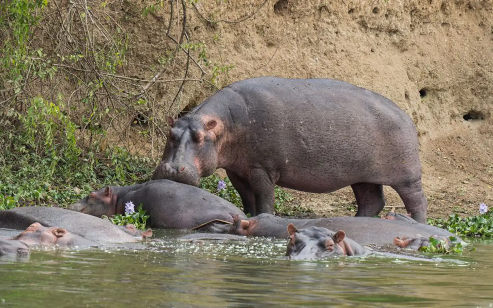Katavi National Park