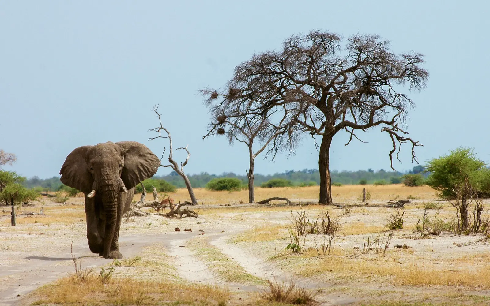 Ruaha National Park